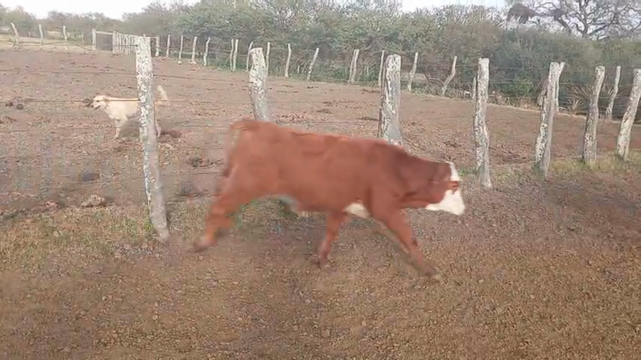 Lote 85 Terneros en Corrientes, Sauce