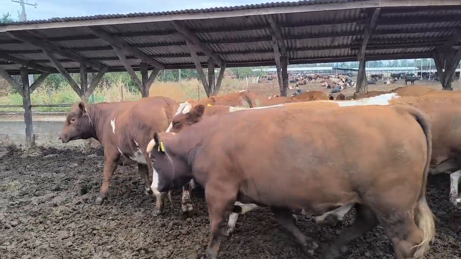 Lote 20 Novillo Gordo en Los Ángeles, VIII Región Biobío