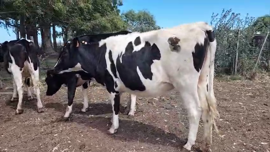 Lote 4 Vaquillonas  a remate en Ultima pantalla del año - Escritorio Camy, San José