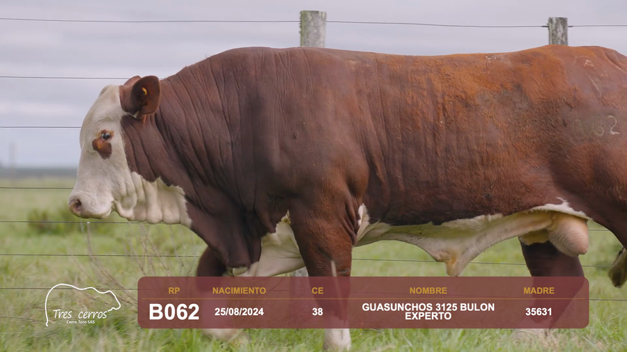 Lote RP B062