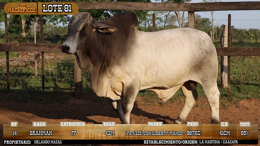 Lote LOTE 81 - VIVO