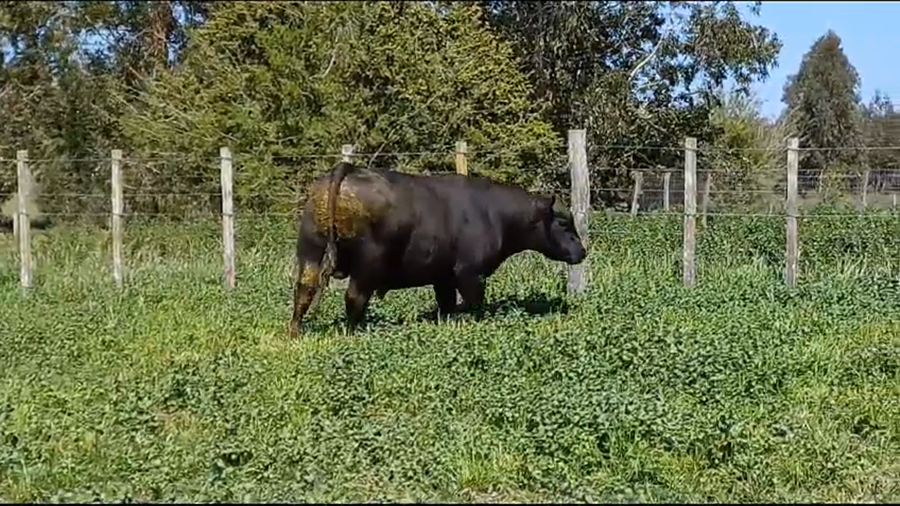 Lote TORO PI - RP 7
