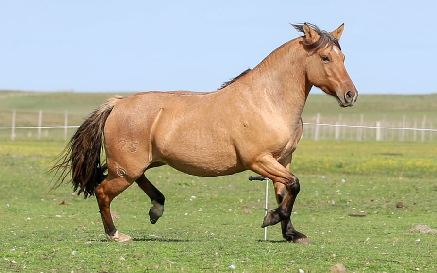 Lote Puñalada de La Reserva