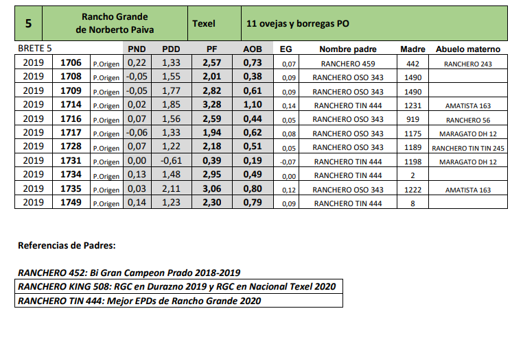 Lote 15 ovejas y borregas PO