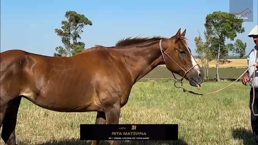 Lote RITA MATERNA