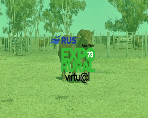 Lote TORO BRANGUS REG. DEFINITIVO