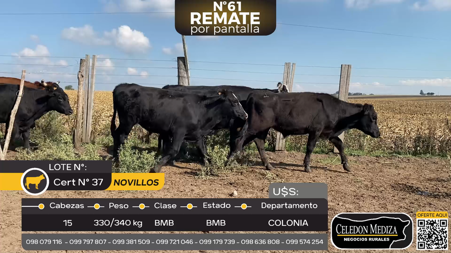 Lote 15 Novillos en La Horqueta, Colonia