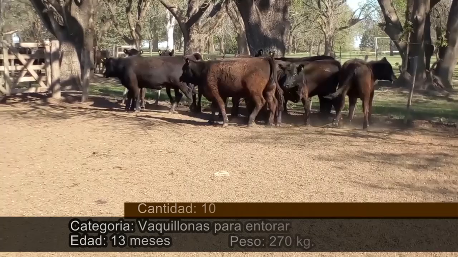 Lote VAQUILLONAS P/ SERVICIO