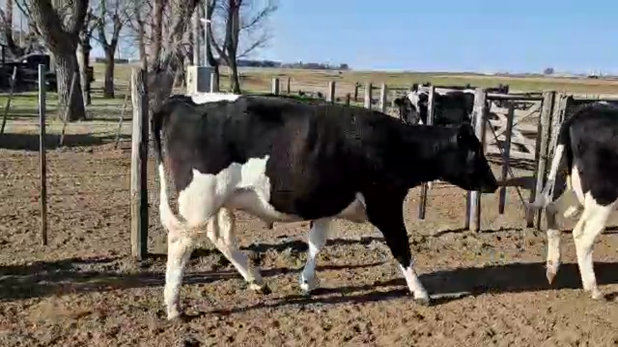 Lote Agrop. Don Roque