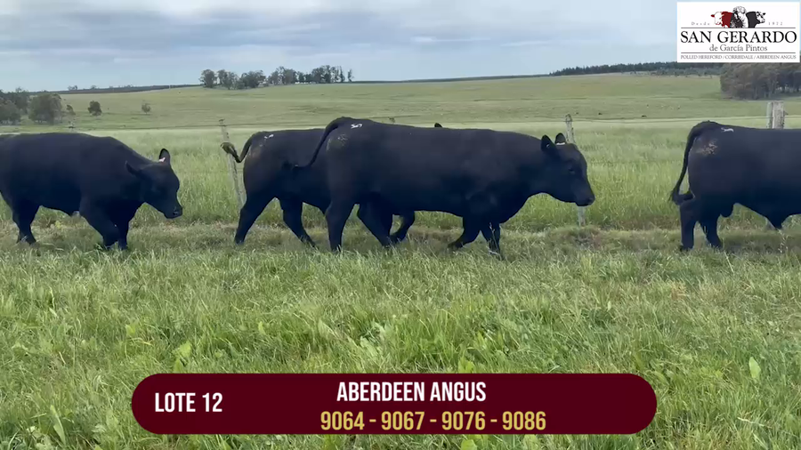 Lote TOROS ABERDEEN ANGUS