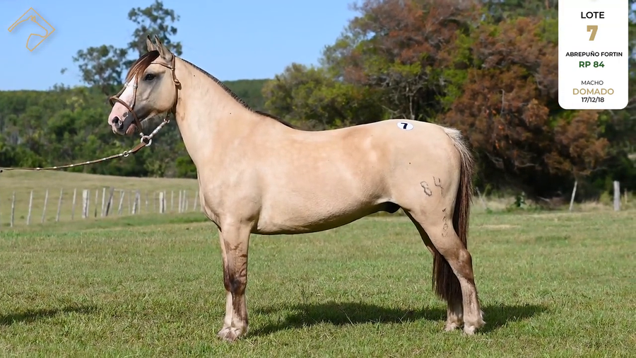 Lote ABREPUÑO FORTIN