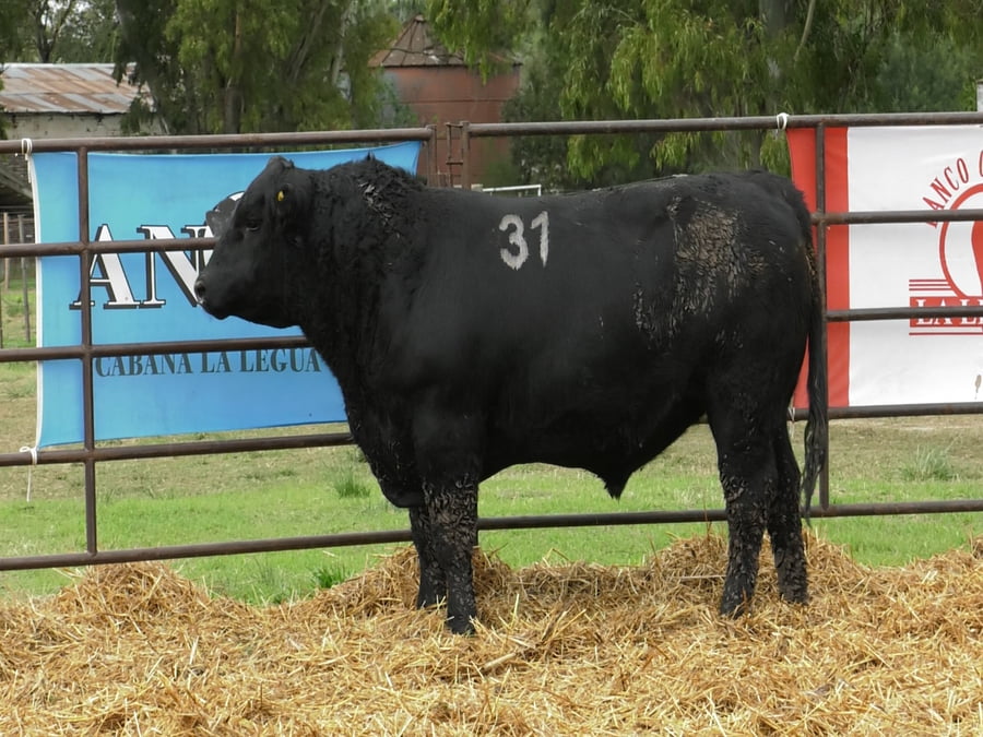 Lote TOROS ANGUS NEGROS PC