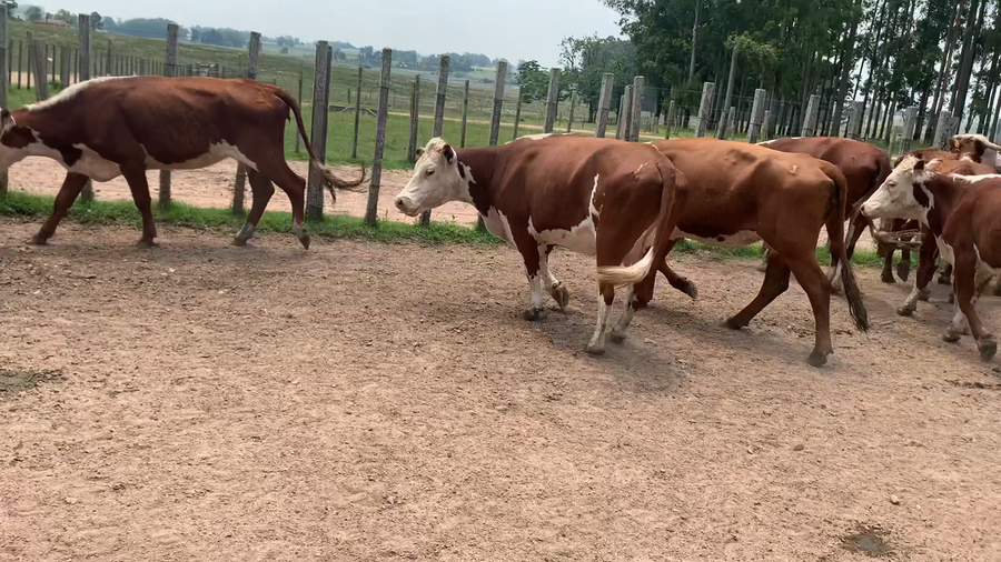 Lote 29 Vacas de Invernada