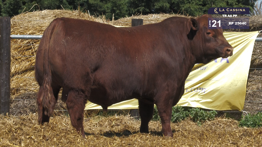 Lote TOROS ABERDEEN ANGUS PP