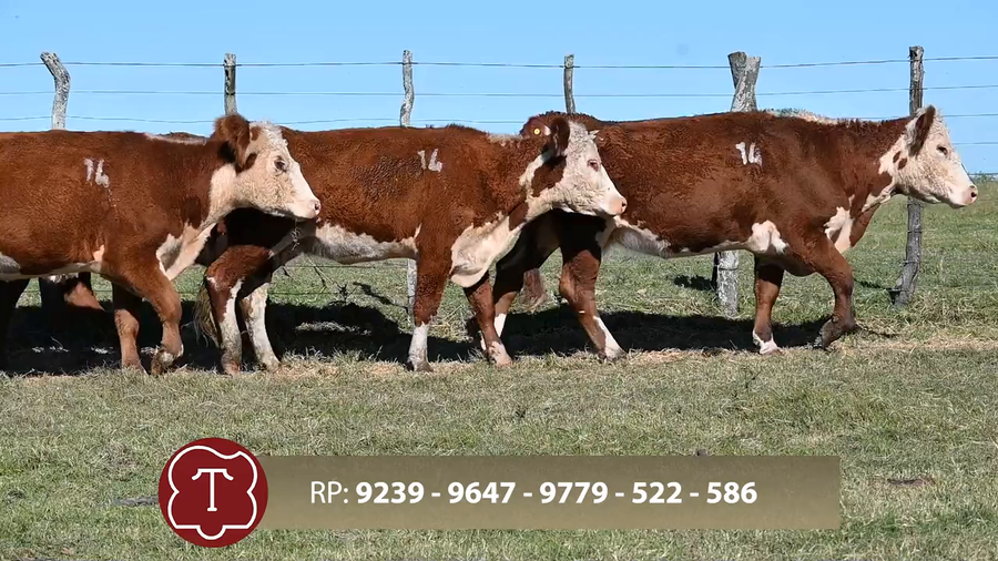 Lote Don Carlos de Thompson - Escritorio Dutra