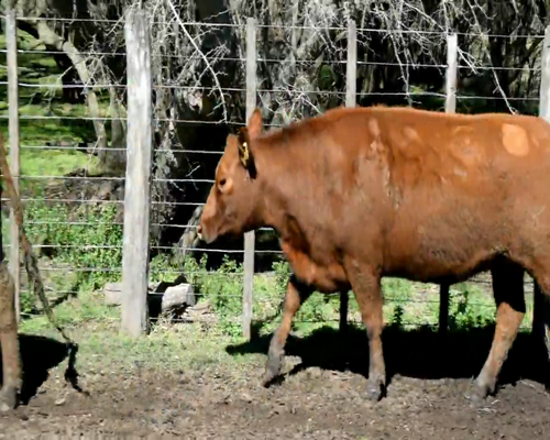 Lote VAQUILLONAS ANGUS COL.INSEMINADA MAS