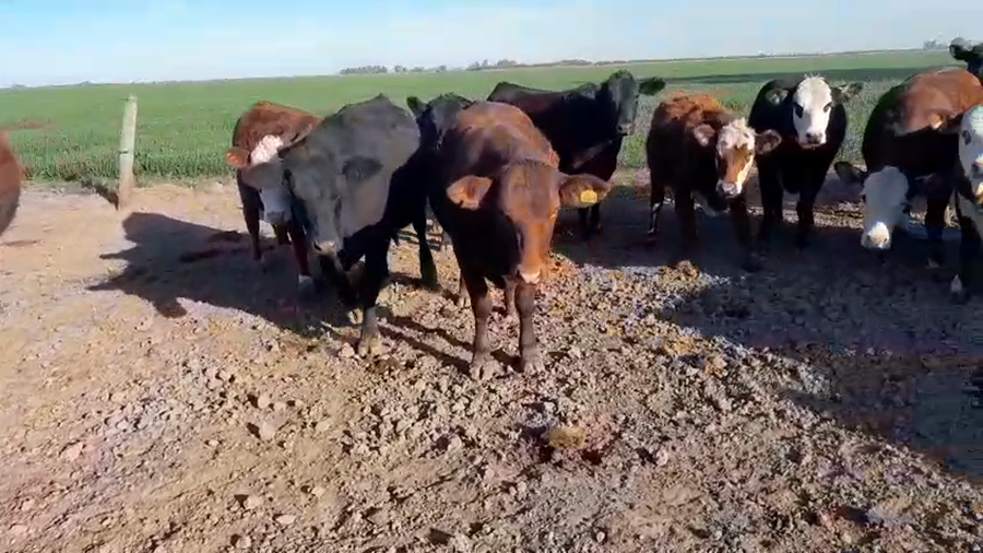 Lote 40 Vaquillonas Angus Negro y Braford en La Rubia, Santa Fe