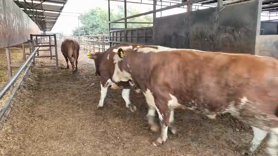 Lote 20 Novillo Gordo en Linares, VII  Región Maule