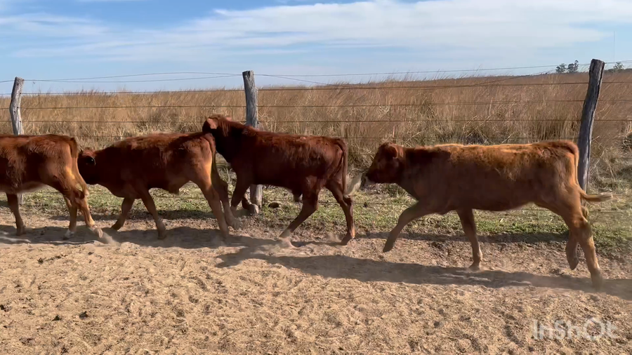 Lote 60 Terneros/as en Corrientes, Saladas