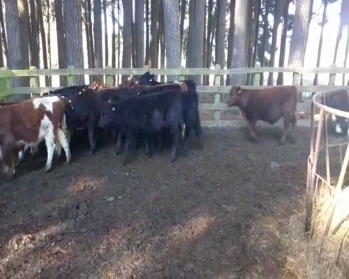 Lote 80 Ternero en Toltén, IX Región Araucanía