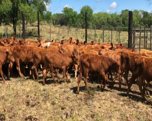Lote 87 Terneros/as en Profundidad, Mendoza