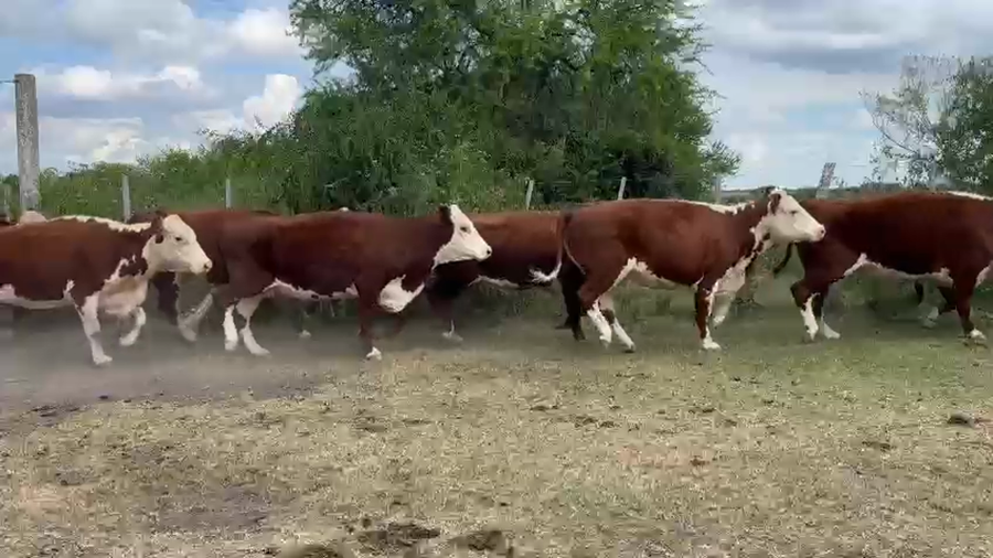 Lote 30 Vacas C/ gtia de preñez