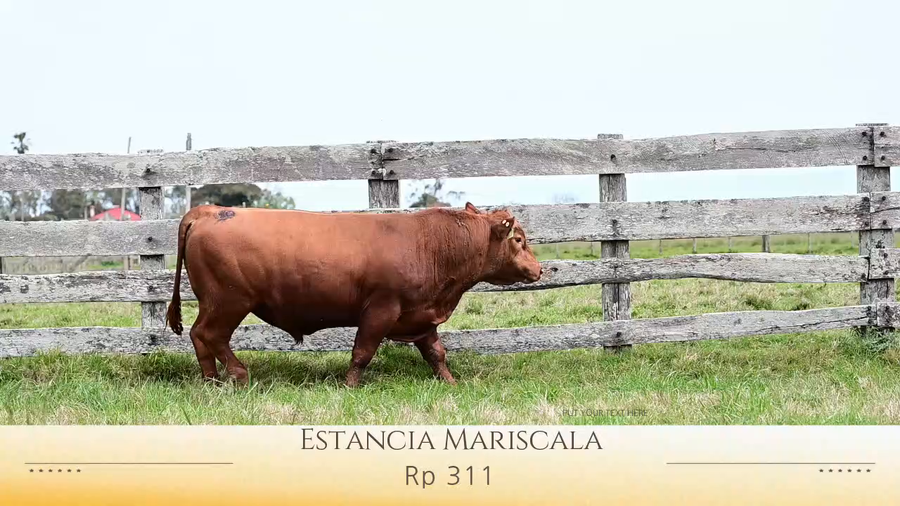 Lote Toros Red Angus SA