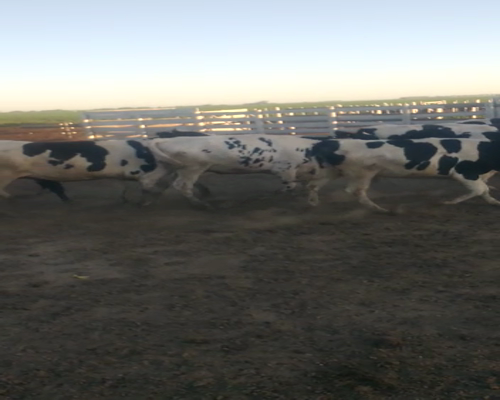 Lote Gerbaudo Francisco y juan