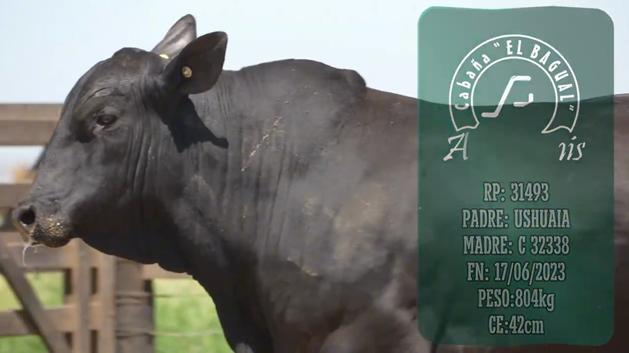 Lote Toro