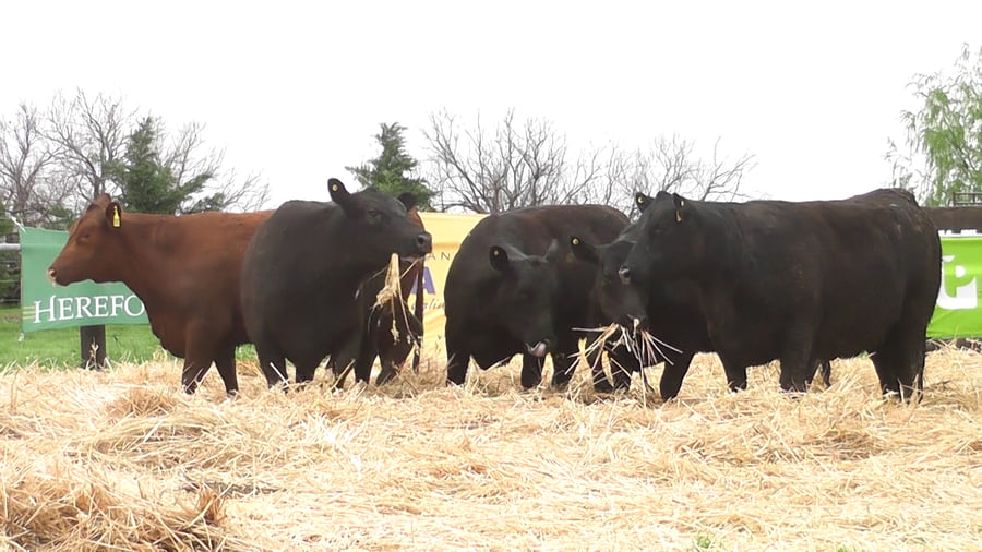 Lote VACAS ANGUS PC PREÑADAS SERVICIO OTOÑO