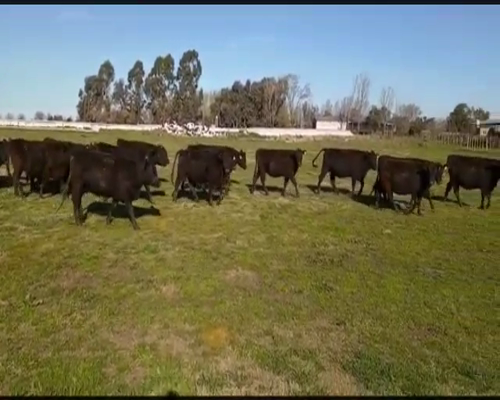 Lote 30 Vaquillonas C/ gtia de preñez en Saladillo, Buenos Aires