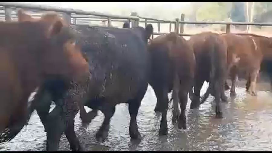 Lote 45 Novillo Gordo en San Clemente, VII  Región Maule