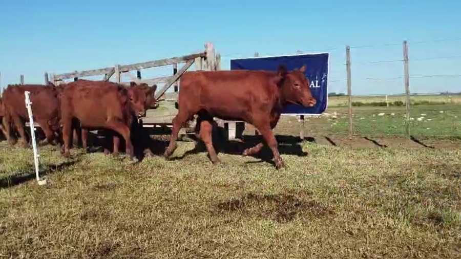 Lote 70 TERNS. HEMBRAS, GUAMINI, BS. AS