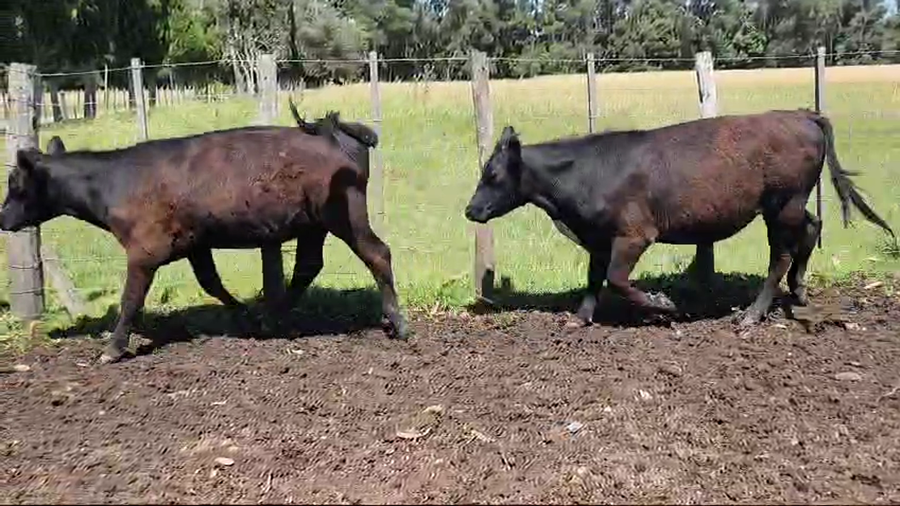 Lote 31 Novillitos y vaquillonas