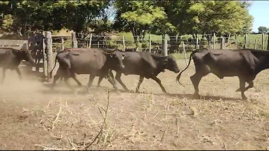 Lote 105 Vacas de invernar en Quimilí, Santiago del Estero
