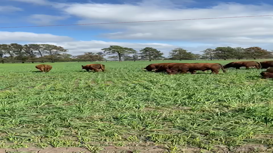 Lote 29 Toros PC en Buenos Aires, Ranchos
