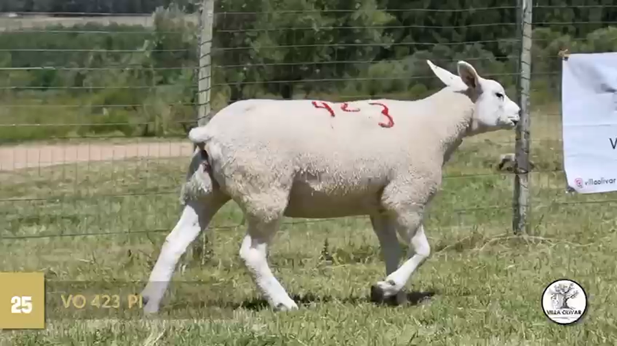 Lote Borregas a remate en Texel Don Amilcar y Villa Olivar, Canelones