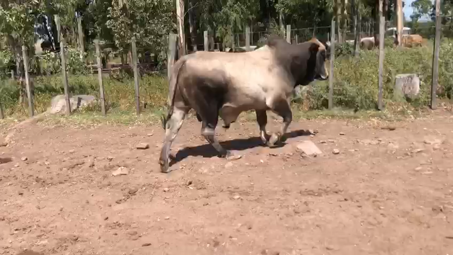 Lote Toros Braman a remate en Pantalla Camy 550kg -  en Mal Abrigo