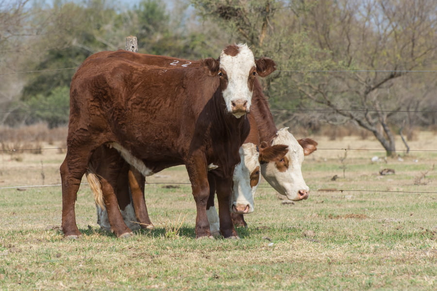 Lote Corral 51 - CABAÑA ESTANCIA VIEJA