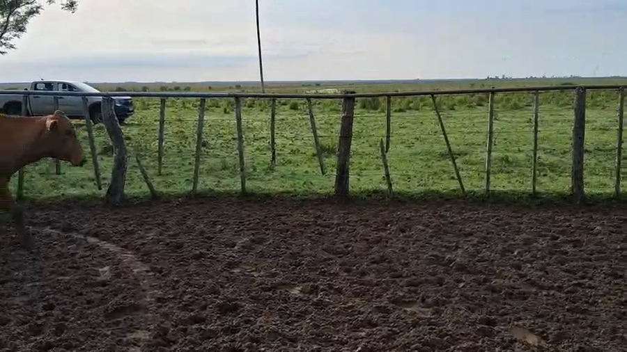 Lote 34 Novillos en Corrientes, Loreto