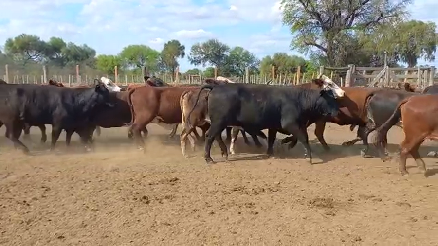 Lote 110 Vacas  en Las Lomitas, Formosa