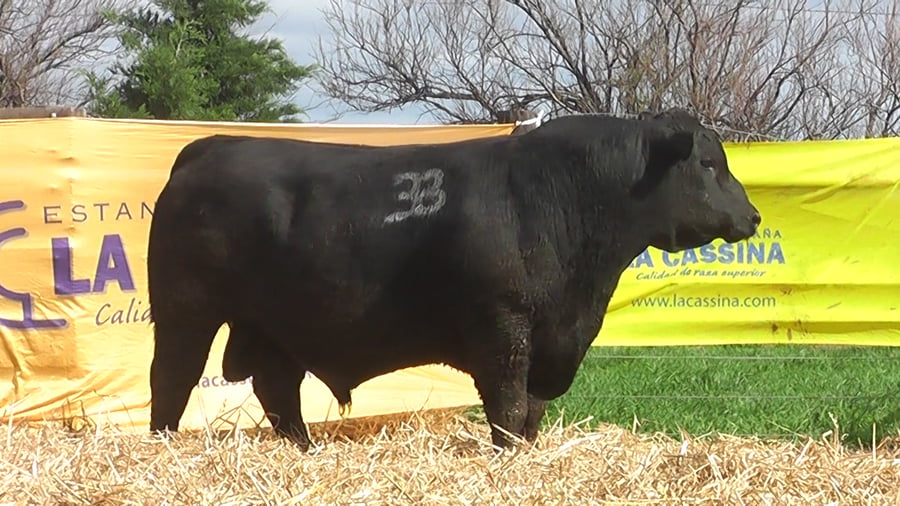 Lote TOROS ANGUS PUROS CONTROLADOS