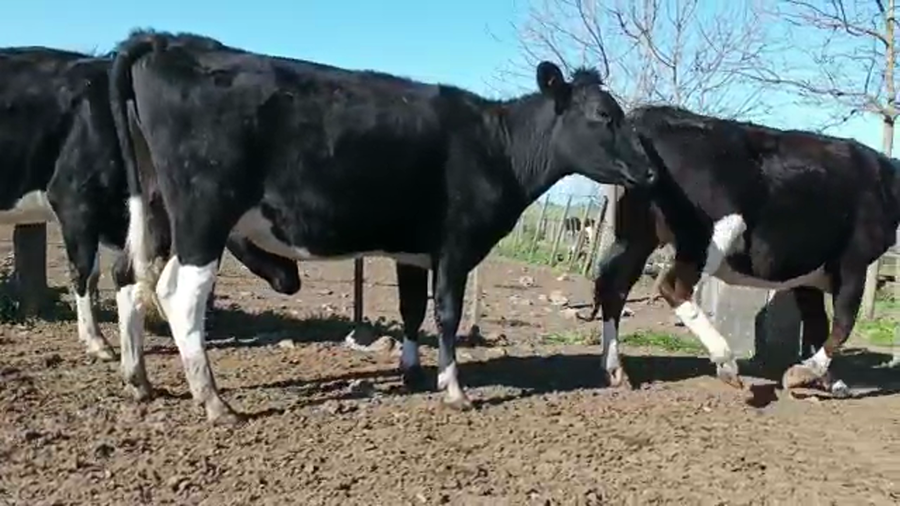 Lote (Vendido)3 Vaquillonas 1 a 2 años HOLANDO a remate en 5to remate por pantalla ENTRE MARTILLOS, San José