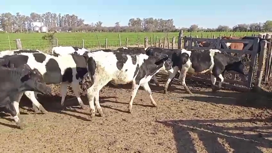 Lote 40 Terneros Holando Argentino en Las Varas, Córdoba