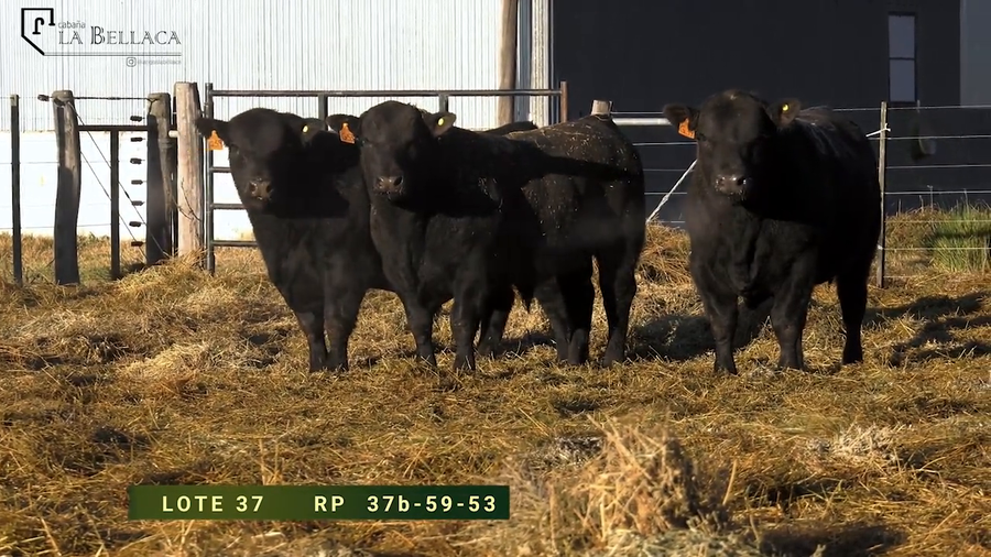 Lote TOROS PUROS CONTROLADOS