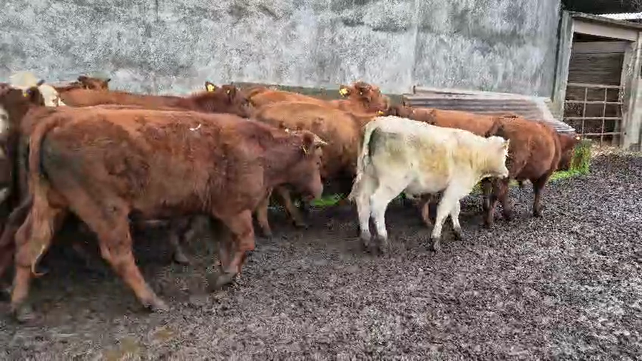 Lote 51 Novillo Engorda en Vilcún, IX Región Araucanía