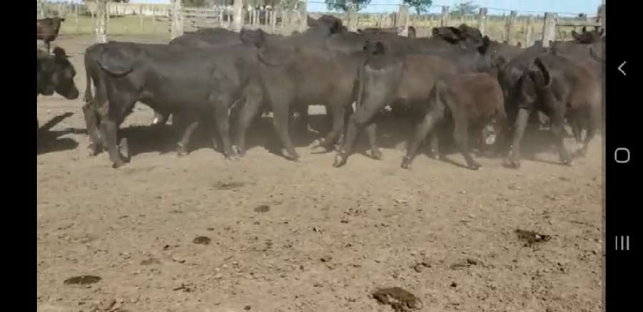 Lote 59 Terneros/as en Villaguay, Entre Ríos