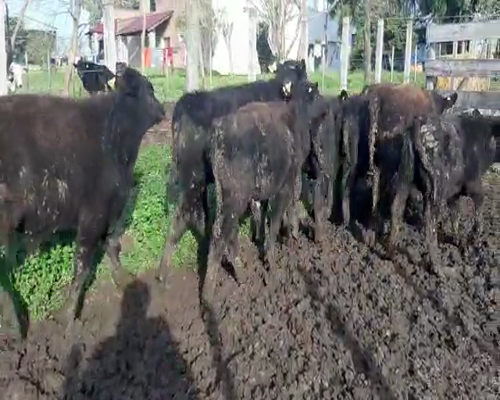 Lote 8 Terneros CRUZA ANGUS a remate en Pantalla Camy 160 - 180kg - , San José