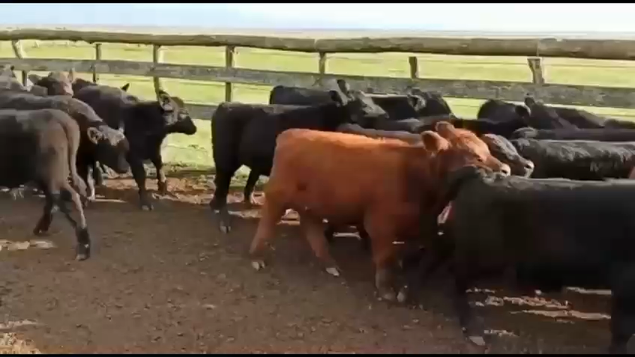 Lote 75 Terneros/as en San Salvador, Entre Ríos