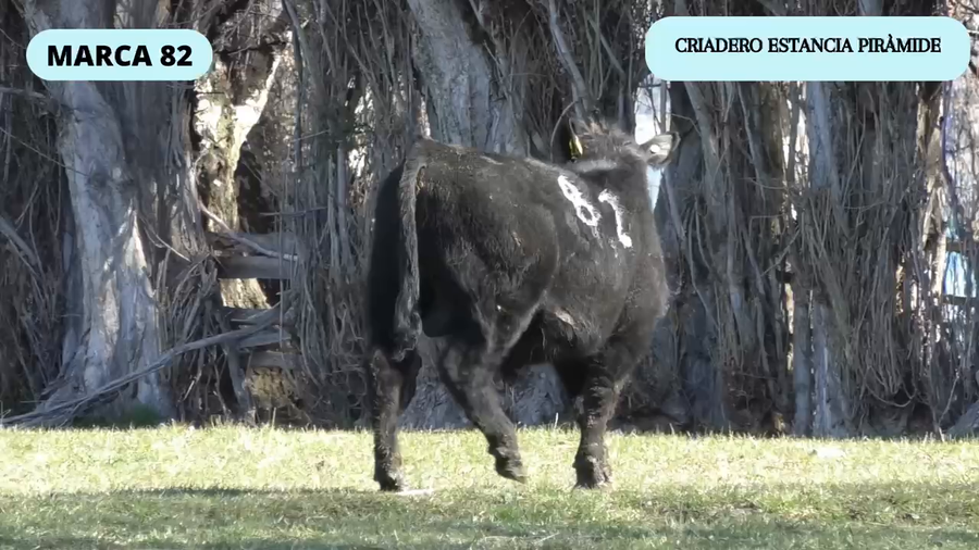 Lote 1 Toro en Río Ibáñez, XI Región Aysén